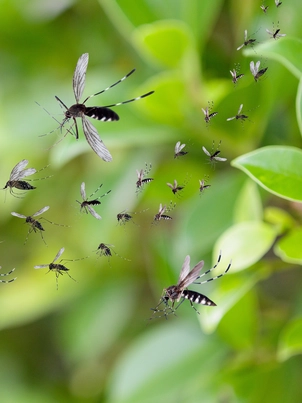 Lấy muỗi trị muỗi