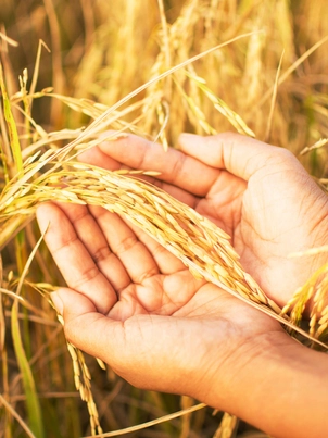 Gạo Việt phiêu lưu ký