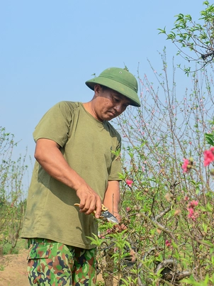 Làng đào Nhật Tân, quất Tứ Liên tất bật vào vụ mới