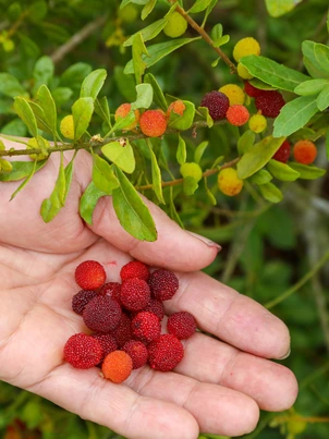 Dâu rừng chín đỏ trên dãy Hoành Sơn