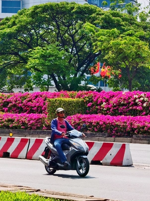 Hoa giấy vào mùa rực nở trên hàng chục km phố phường TP.HCM