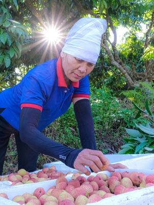 Nông dân thủ phủ vải thiều thức đêm ‘chạy đua’ với mặt trời để kịp xuất khẩu