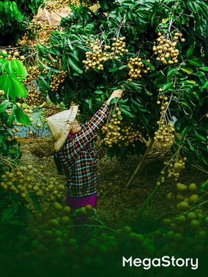 Từ những mùa trái ngọt: Đồng Tháp và hành trình nâng tầm giá trị cho ngành hàng trái cây