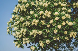 Dân mạng chia phe vì hoa sữa, chung cư phải phun nước cho rụng bớt