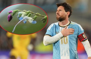 Loài hoa vừa mang tên Messi đã sắp… tuyệt chủng