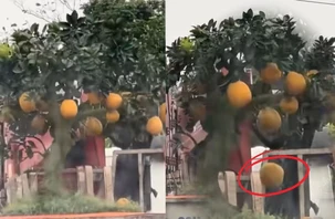 Mua cây bưởi 8 triệu về chưng Tết, đi đoạn đường quả rụng mất nửa cây