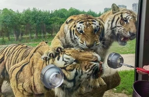 Gần 200 con hổ phải ăn kiêng vì ăn uống quá đà dịp Tết