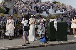 Quên hoa dành dành đi, hoa tử đằng mới khiến TikToker 'phát rồ'