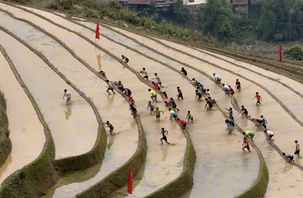 'Đua leo ruộng bậc thang' gây bão mạng