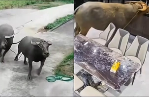 Hai con trâu chạy xồng xộc vào nhà dân xin ngụm nước uống đỡ khát