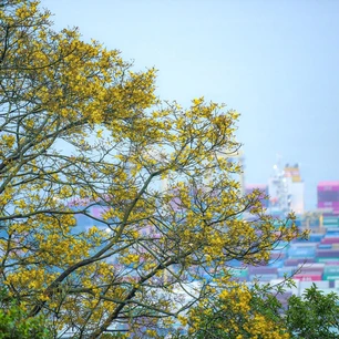 Sơn Trà mùa hoa nở, mùa voọc về