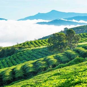 Đồi chè Cầu Đất