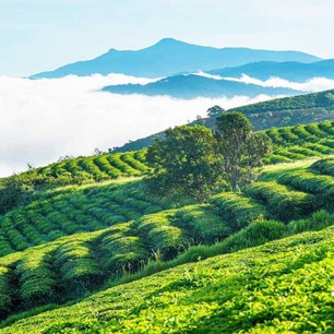 Đồi chè Cầu Đất