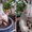 Cười xỉu với loạt cây bonsai được gia chủ vẽ mặt hề để đón Tết
