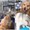 Golden gọi husky ra uống cạn thau nước để lấy cây xúc xích
