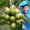 Hiệp hội cà phê Mỹ đánh giá cao cà phê Robusta của Việt Nam