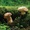 Các đặc tính chống viêm nhiễm, kháng u hiệu quả của nấm Agaricus blazei Murill (AbM)