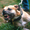 Việt Nam cần có luật cụ thể về nuôi chó dữ như pitbull