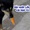 Chú chó răng dính bắp ngô, cầu cứu cô chủ mãi mới hiểu ý