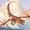 Wings of Fire: Cuộc phiêu lưu của những chú rồng sẽ 'bay lên' trên màn ảnh nhỏ