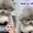 Chú chó poodle liên tục lạy anh thợ để được miễn phí tiền  tỉa lông
