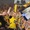 Marco Reus chi sộp khao bia 81.000 cổ động viên trên sân Dortmund