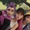 Đạo diễn Maggie Kang từ chối chuyển thể K-pop Demon Hunters của Netflix sang live-action