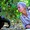 Vĩnh biệt Jane Goodall: chiến binh bảo vệ môi trường vĩ đại nhất
