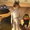 DreamWorks tung trailer chính thức bộ phim hoạt hình The Bad Guys 2