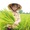 Hàng ngàn héc ta lúa ở Nghệ An lép hạt: 10 giống lúa ngoài cơ cấu