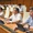 Quốc hội thông qua Luật Thuế thu nhập doanh nghiệp, nhiều ngành được hưởng ưu đãi