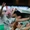 Câu chuyện fan Palmeiras tự hào gọi nhau là… ‘lũ heo’