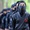 Thực hư về đạo quân ninja nữ của Iran