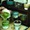 Tâm sự của một người "cuồng matcha"