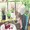 Alice ở xứ sở thần tiên: Khi anime so găng cùng huyền thoại Disney!