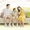 Đậu nành - người bạn đồng hành của mọi nhà