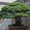 Cây bonsai 400 tuổi sống sót sau bom nguyên tử ở Hiroshima là có thật