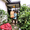 Những ngôi nhà 'nhiễm mùi tử thần' ở Nhật trở nên hấp dẫn khi giá bất động sản tăng vọt
