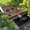 Bill Nguyễn bonsai: Nơi lưu giữ cây quen thuộc lâu năm