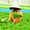 Người ít tiền tìm rau an toàn ở đâu?