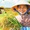 Giá gạo Việt Nam tăng mạnh khi Philippines cấm nhập khẩu gạo từ 1-9, vì sao?
