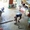 Người đàn ông tay không bắt rắn khủng bò vào nhà một nốt nhạc