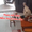 Chú chó thưởng thức ngon lành mâm cơm gia chủ vừa dọn lên