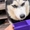 Husky cười khoái chí trước màn ảo thuật của sen