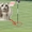 Pha đánh golf đỉnh cao khiến ai cũng phải trầm trồ