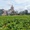 Gia Lai yêu cầu giữ 62,7ha chè Biển Hồ làm du lịch, doanh nghiệp nói gì?