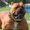 Bé trai bị đàn chó Bandog, Rottweiler tấn công khi câu cá
