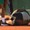 Tay vợt 24 tuổi dính chấn thương nặng ở Roland Garros, ngồi xe lăn rời sân