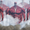 Số phận hàng trăm nghìn Titan Tường đã ra sao sau hồi kết Attack on Titan?
