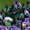 Nhiều tuyển thủ Senegal chưa thể về nước dù đã bị loại ở World Cup 2026